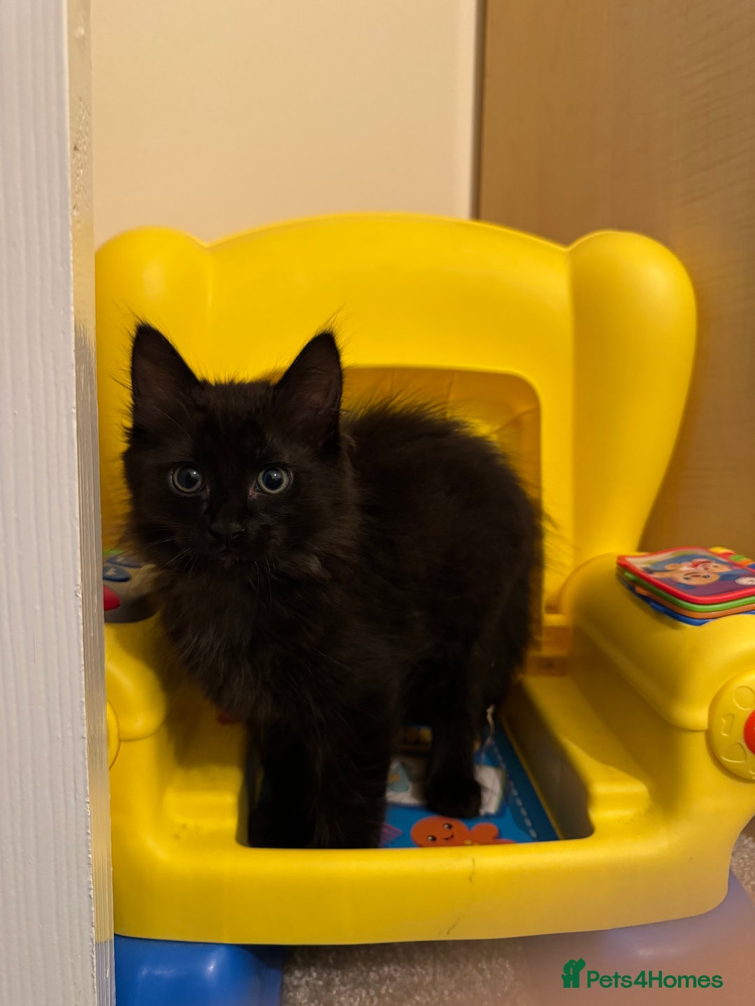 Ragdoll cats for sale: Male Ragdoll - Advert 8