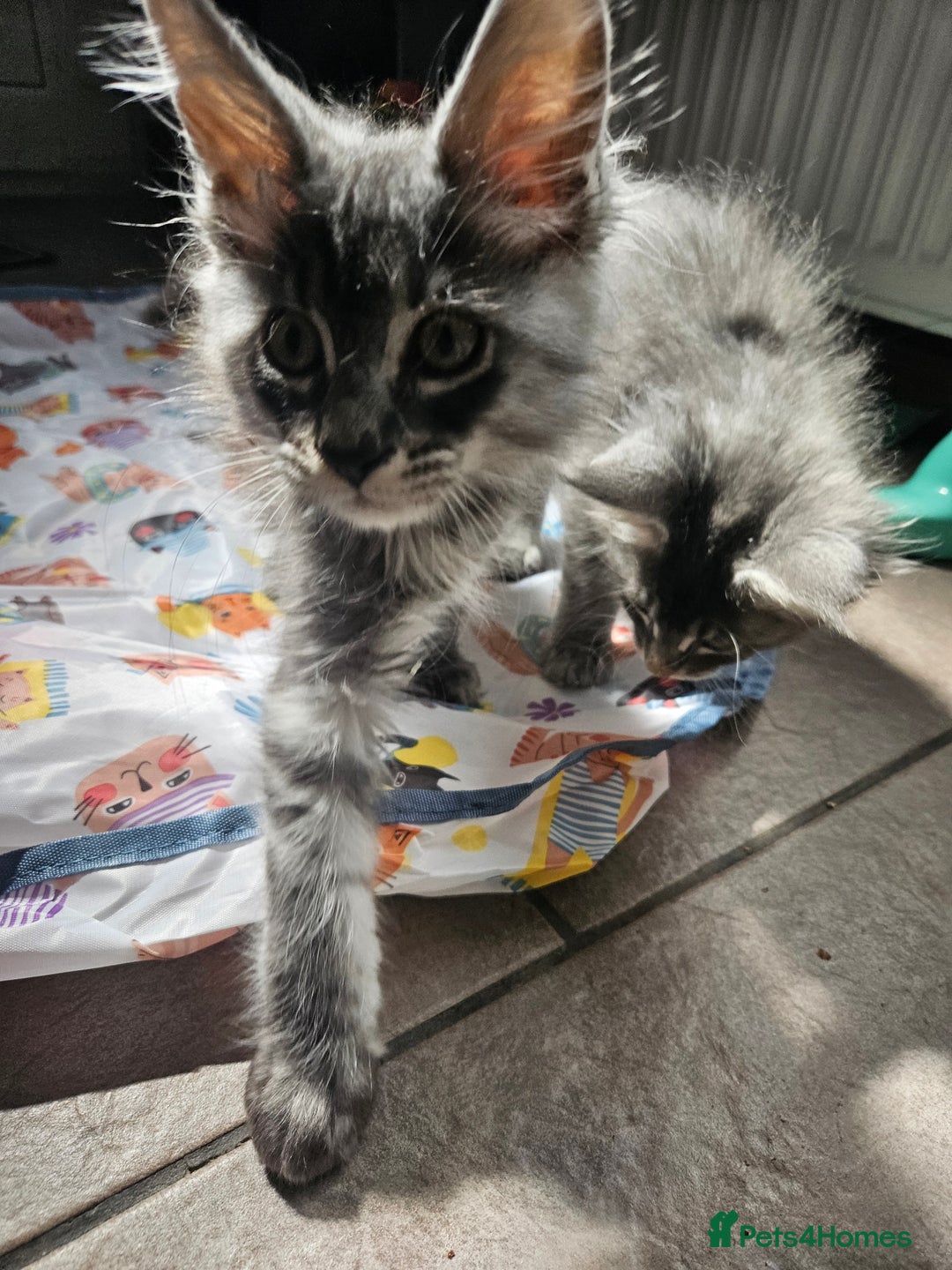 Maine Coon cats for sale:  💖💖 XL MAINE COON *💖💖 ACTIVE 💖💖READY NOW - Advert 7