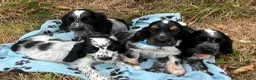Cocker Spaniel dogs for sale: Show type cocker spaniel puppies  - Advert 11