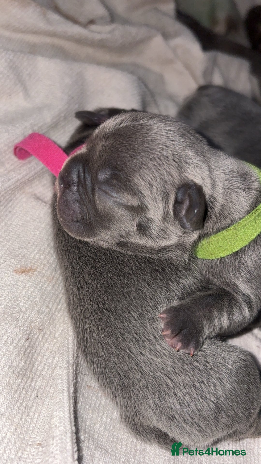 French Bulldog dogs for sale: Beautiful boy looking forever home  - Advert 4