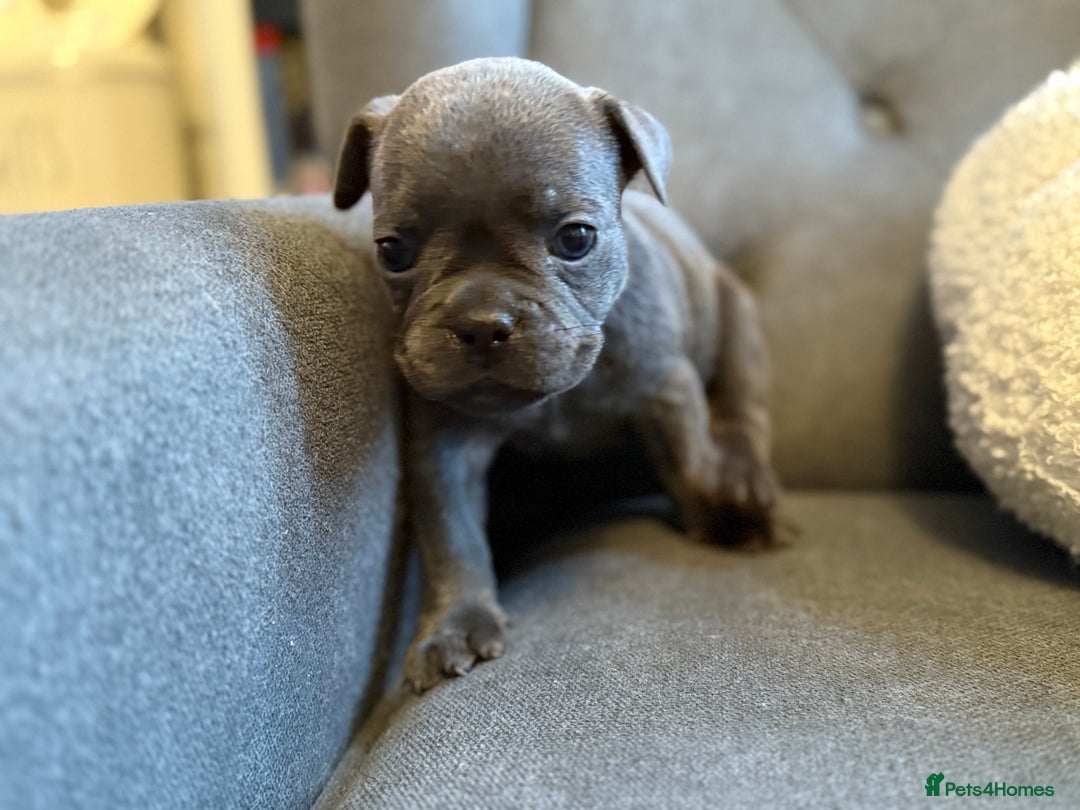 French Bulldog dogs for sale: ✨Stunning Pedigree French Bulldog Puppies✨ - Advert 7
