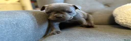French Bulldog dogs for sale: ✨Stunning Pedigree French Bulldog Puppies✨ - Advert 6