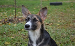 Mixed Breed dogs for adoption: ❤️🐶Busia- 6(7) month lower-medium girl ❤️🐶 - Advert 2