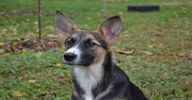 Mixed Breed dogs ❤️🐶Busia- 6(7) month lower-medium girl ❤️🐶 - Advert 13