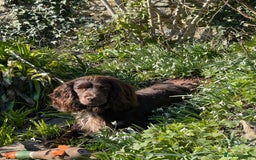 Cocker Spaniel dogs for stud: Working Cocker Spaniel for Stud - Image 2