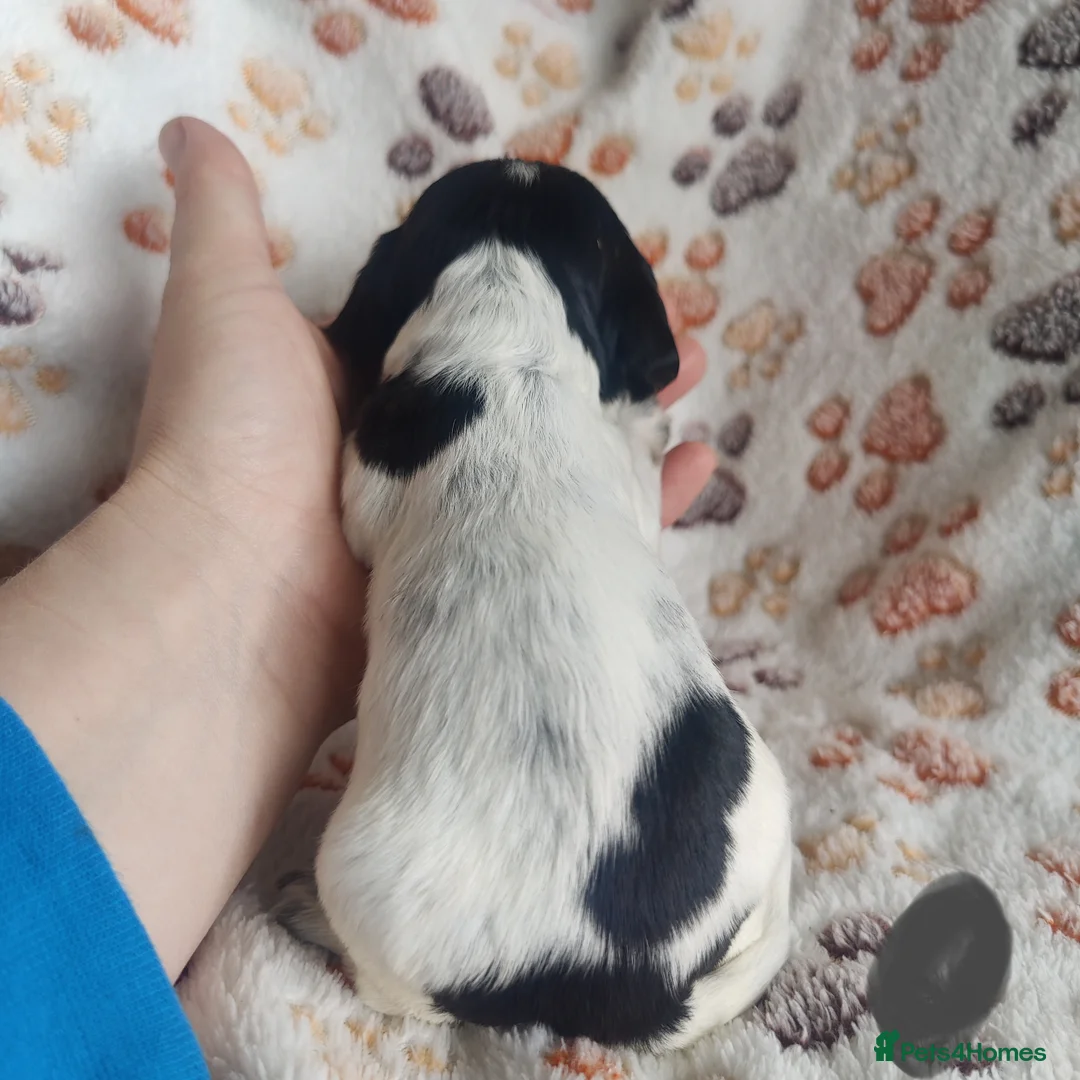 Cocker Spaniel dogs for sale: Only 2 left KC/ Show Type Cocker Spaniels - Advert 35
