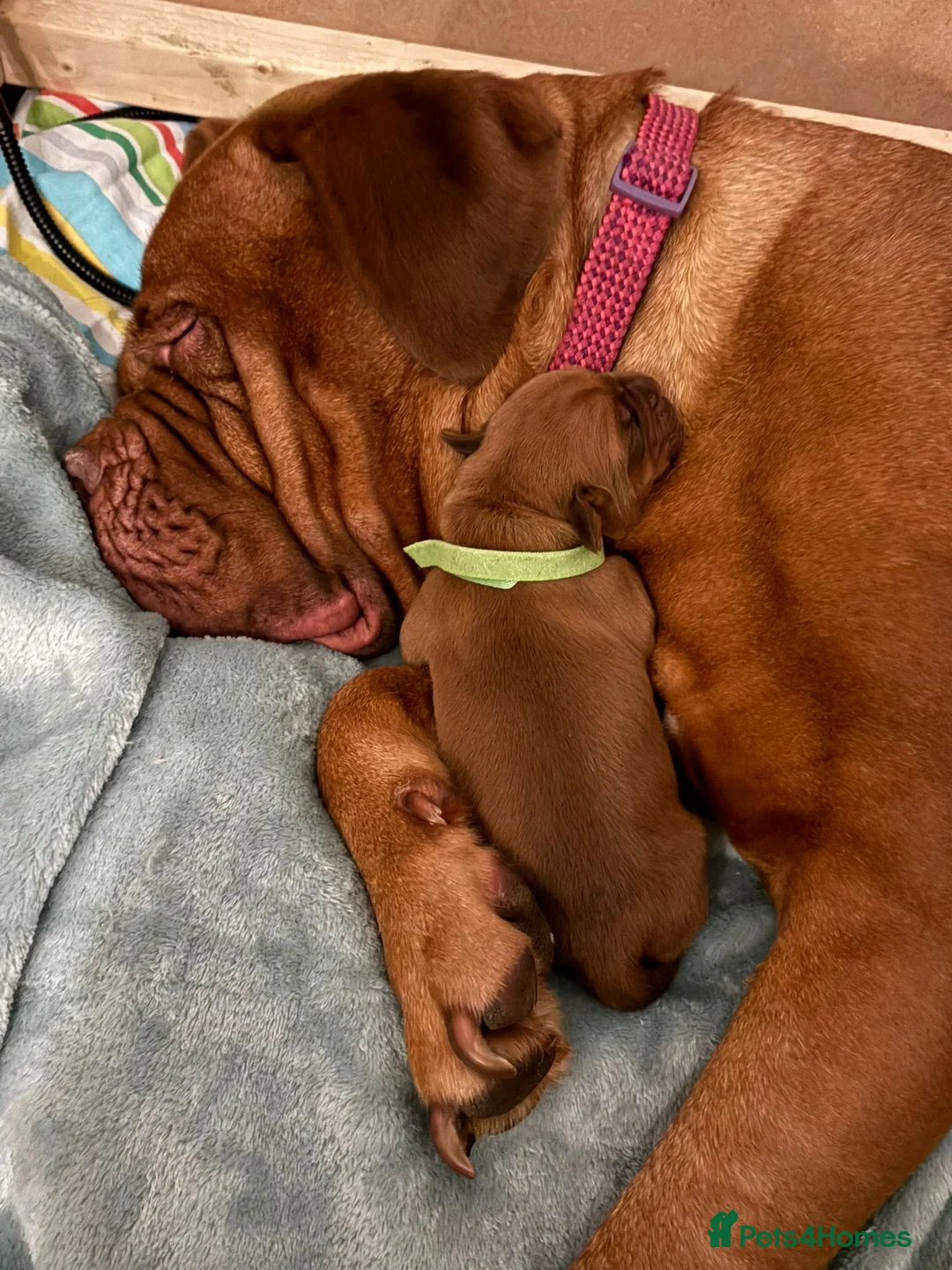 Dogue De Bordeaux dogs for sale: Outstanding Dogue de Bordeaux girls in Burnley - Advert 9