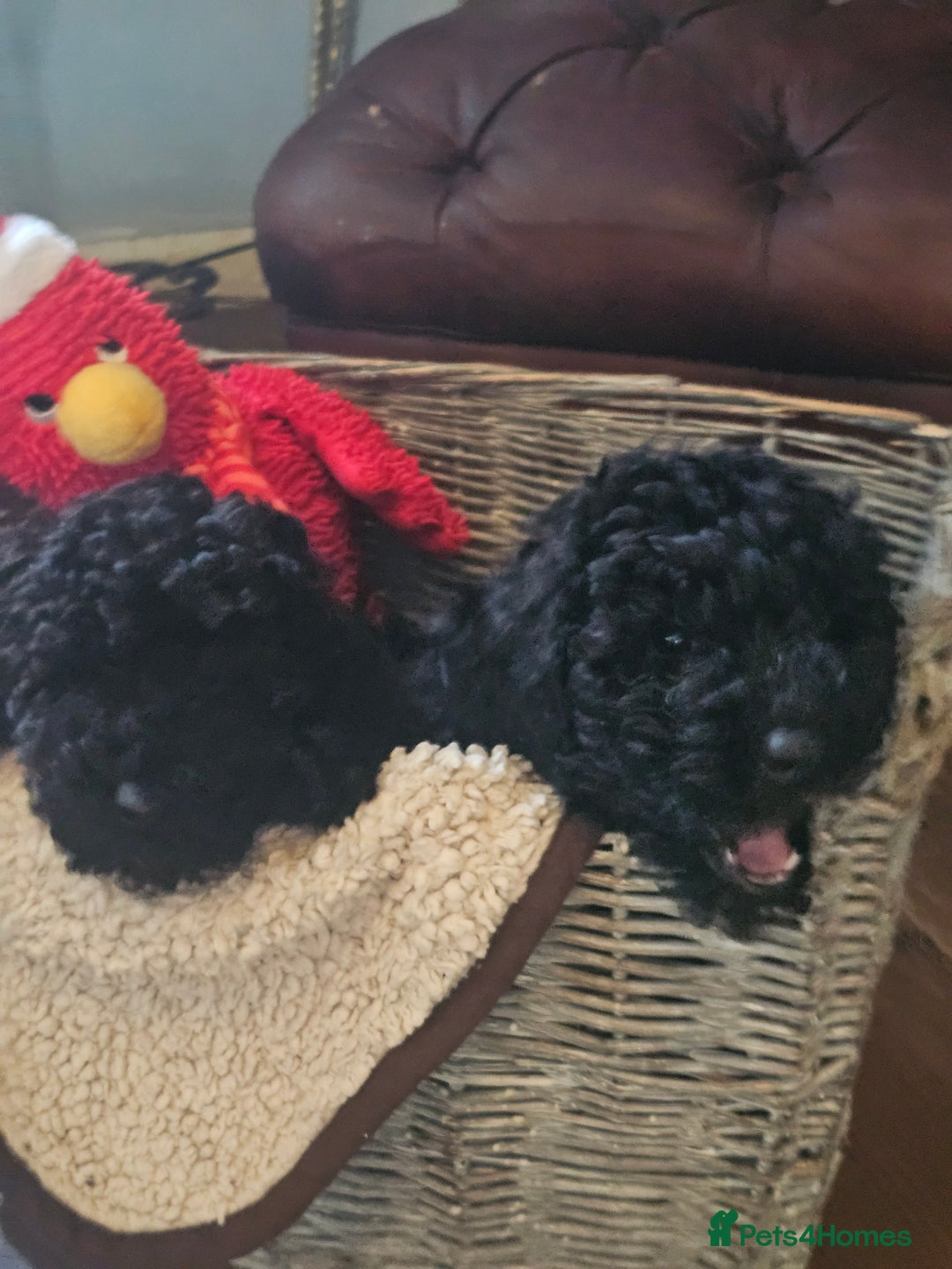 Miniature Poodle dogs for sale: Mini black poodles  - Advert 7