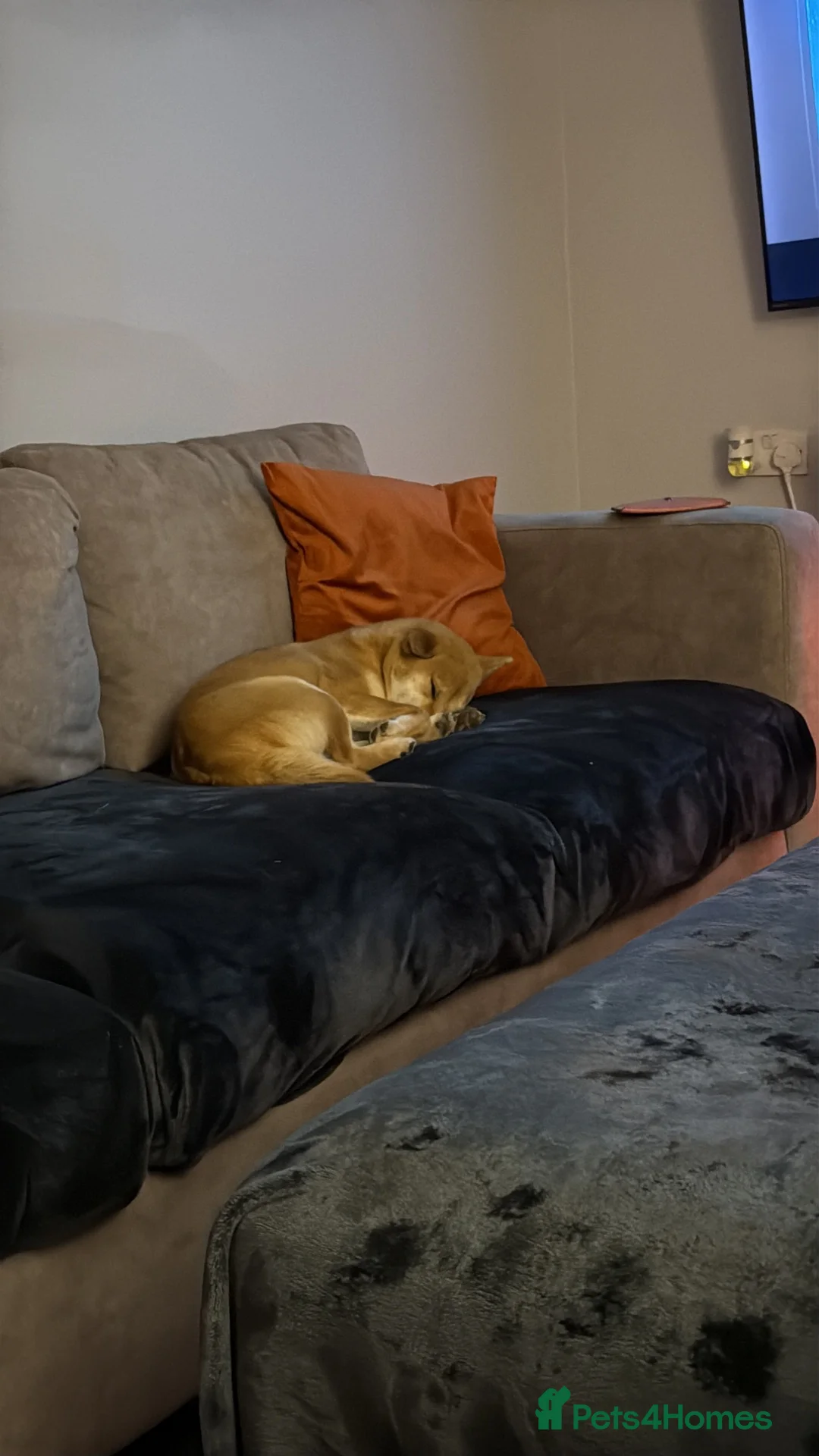 Japanese Shiba Inu dogs for sale: Kc registered Shiba Inu  - Advert 8