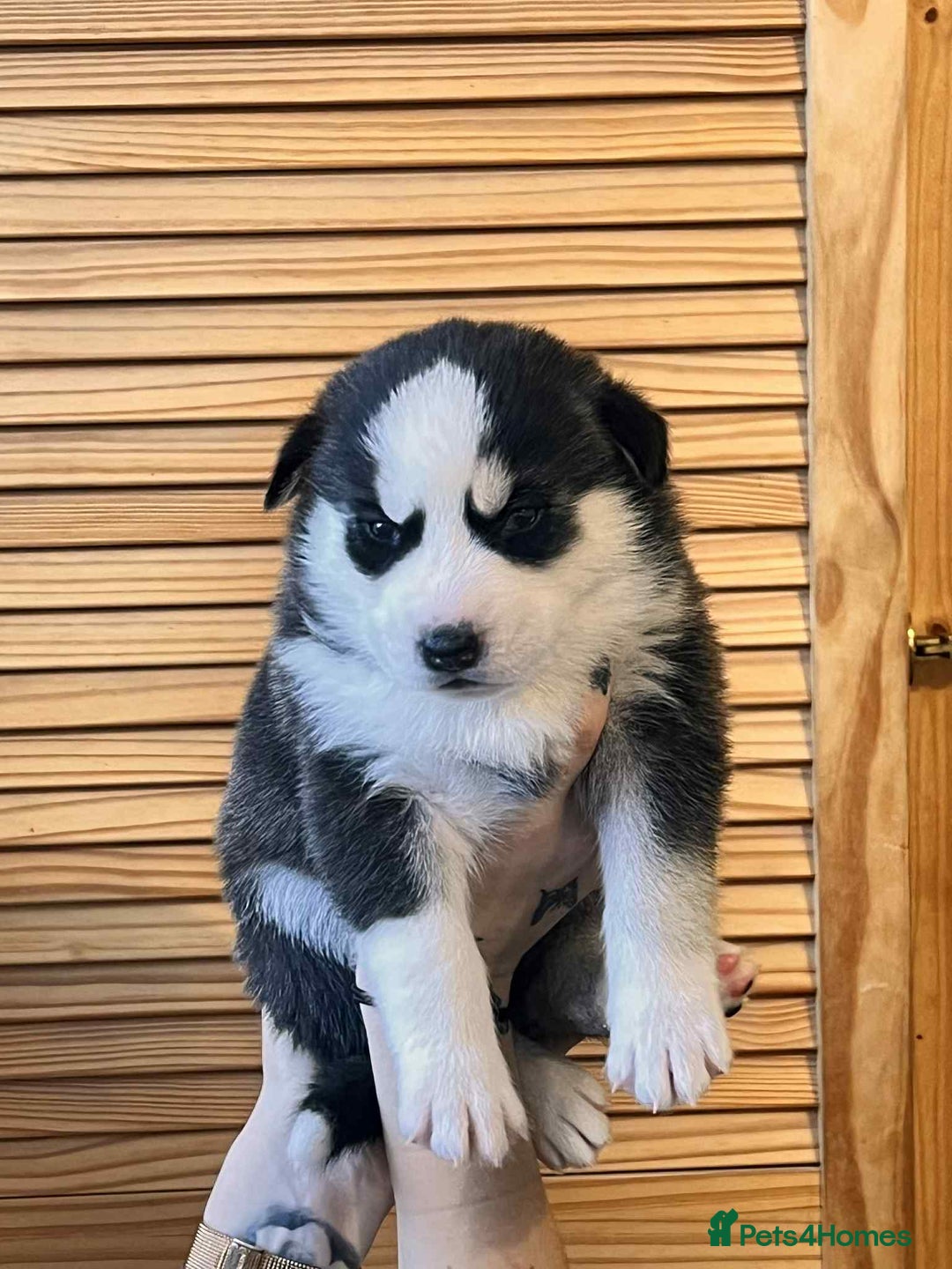 Siberian Husky dogs for sale: Siberian husky puppies x 5 - Advert 25