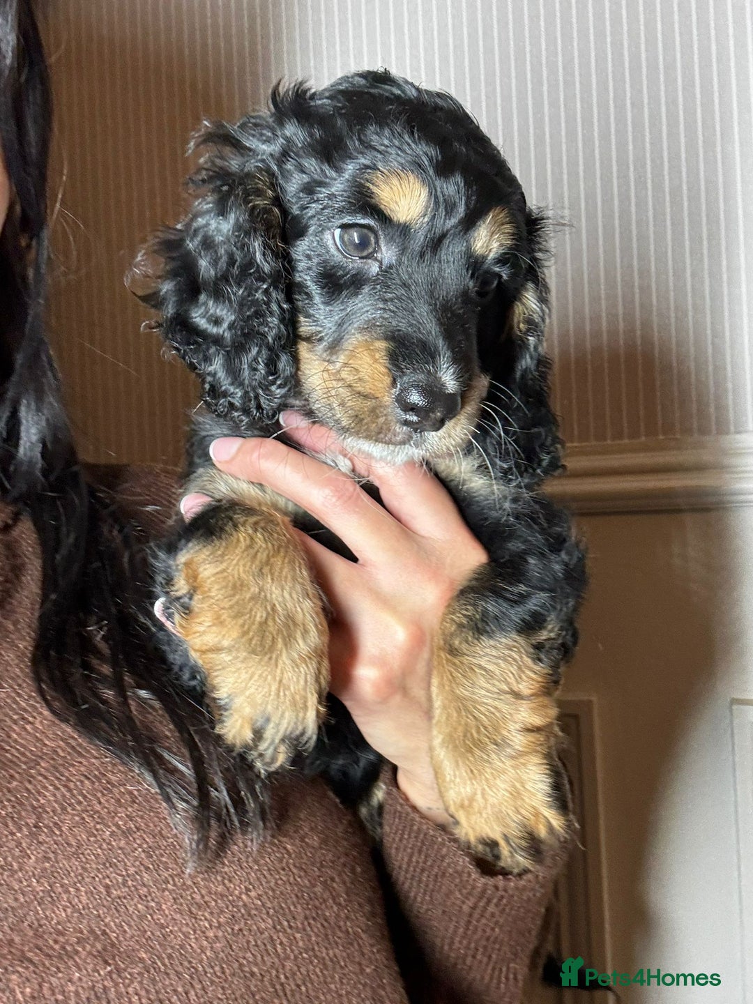 Mixed Breed dogs for sale: CHAMPION COCKAPOO - Advert 4