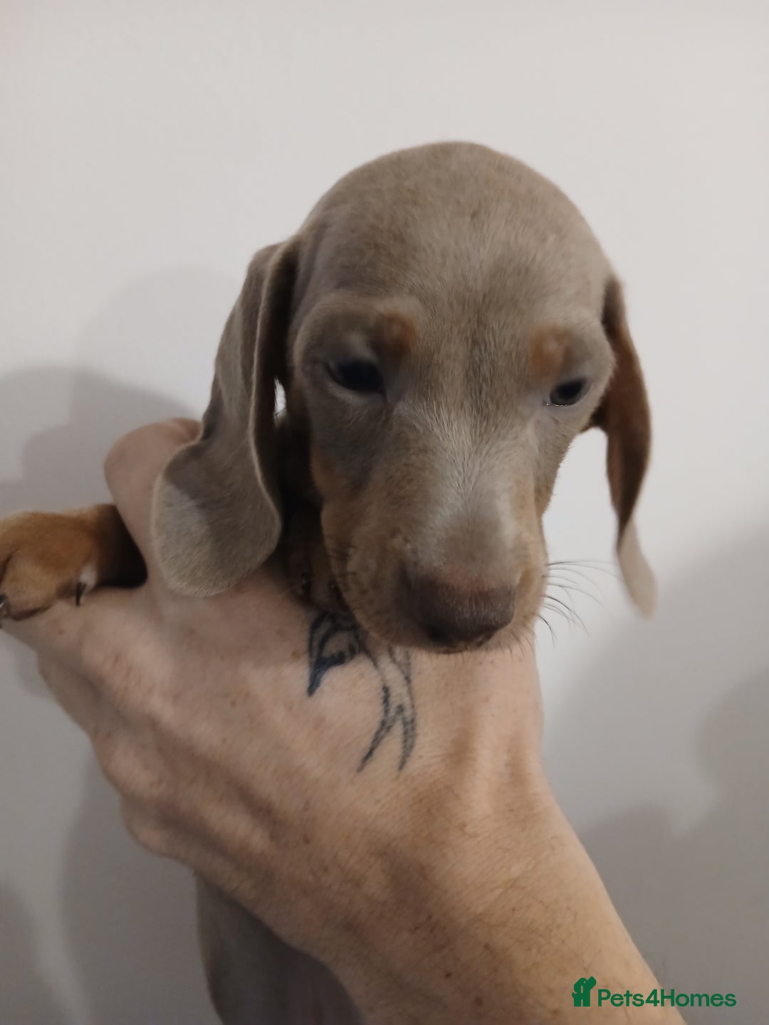 Dachshund dogs for sale: Mini Dachshund Puppies - Advert 10