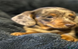 Miniature Dachshund dogs for sale: Stunning Miniature Smooth Dachshund - Image 11