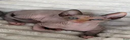 Sphynx cats for sale: Beautiful Sphynx Girl Ready for Her Forever Home  - Advert 4