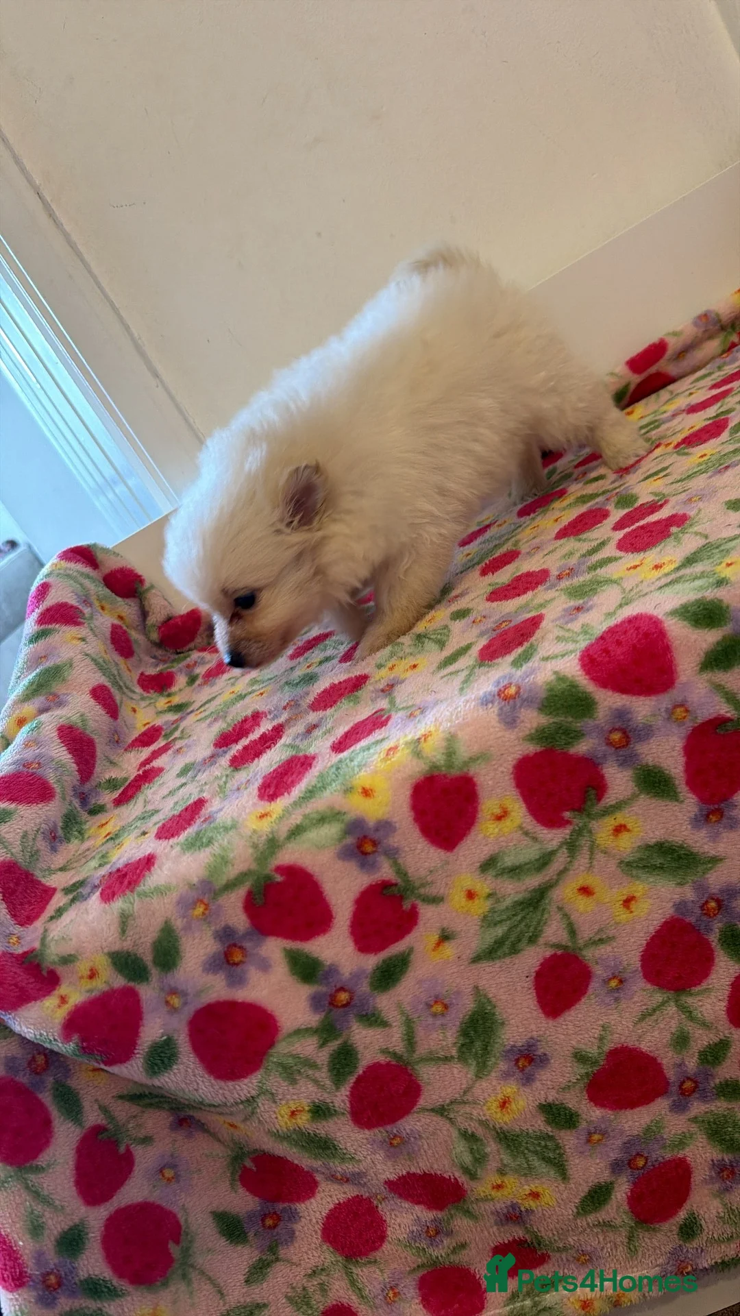 Japanese Spitz dogs for sale: Tiny Japanese Spitz  in Hemel Hempstead - Advert 9