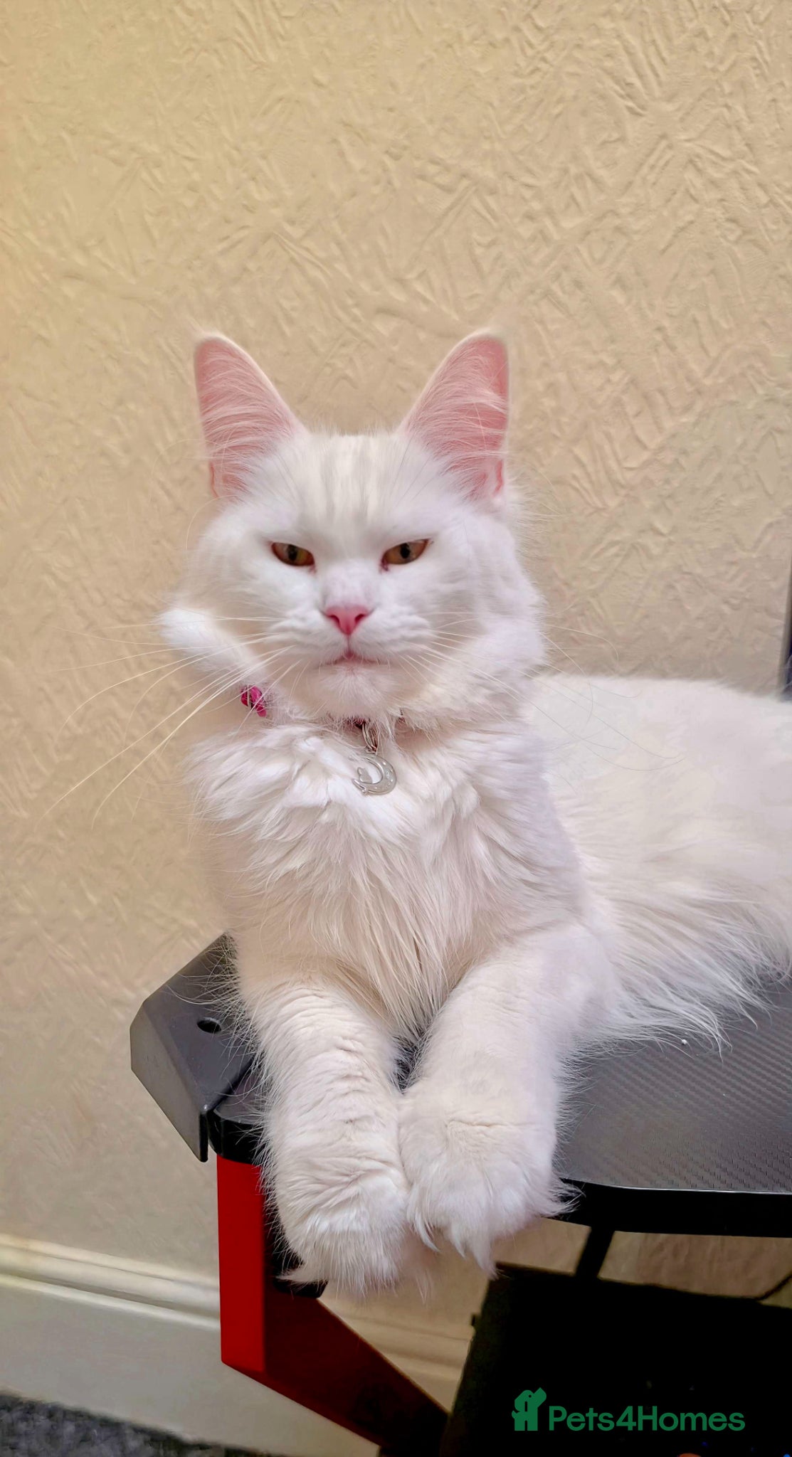 Maine Coon cats Maine coon Blue eyes + Long Hair - Advert 1