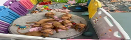 Hungarian Vizsla dogs for sale: Beautiful Kc registered litter available  - Advert 4