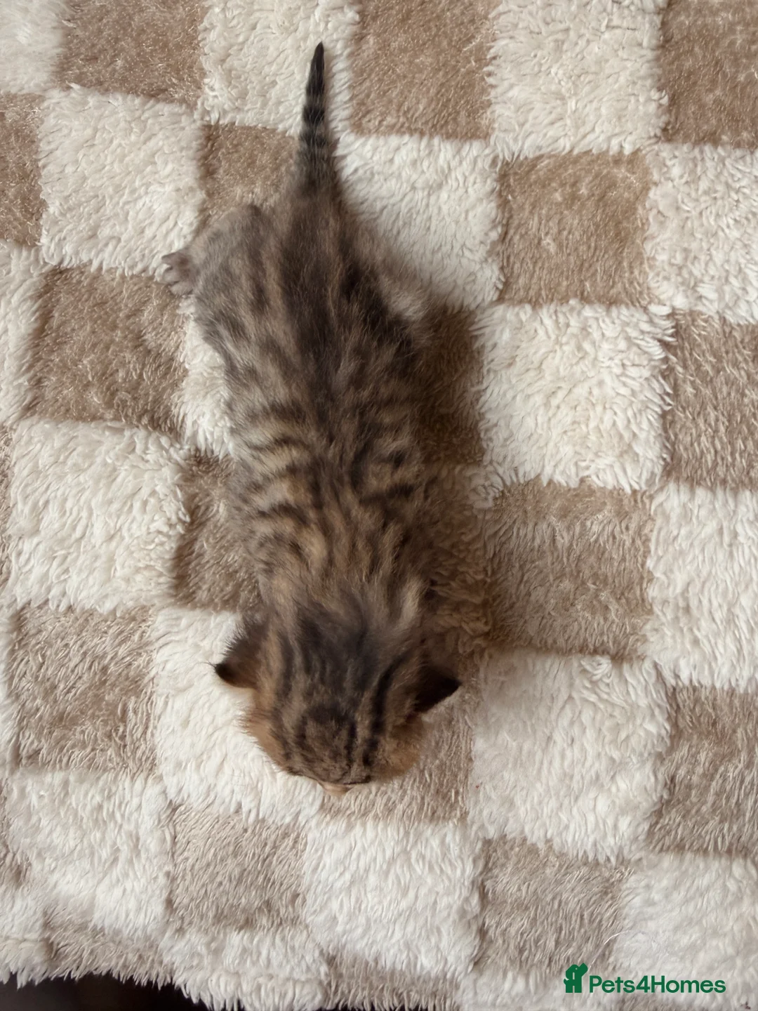 Bengal cats for sale: Bengal kittens  - Advert 9