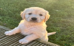Golden Retriever dogs for sale: QUALITY GOLDEN RETREIVER PUPPIES - Image 11