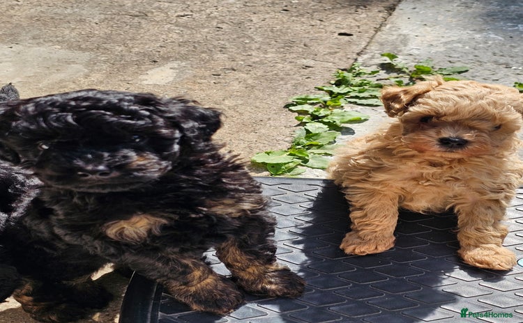Cavapoo dogs - Advert 1