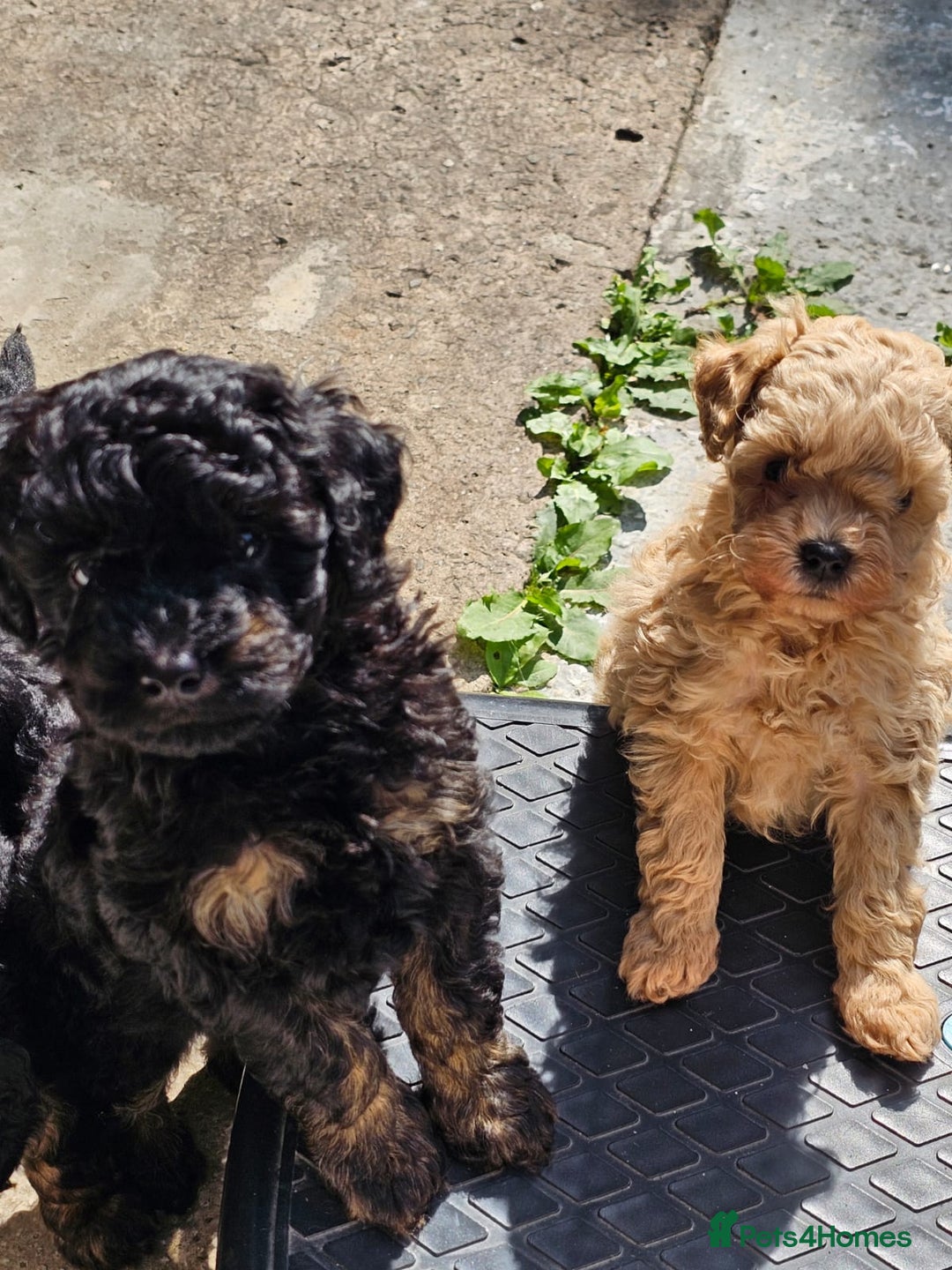 Cavapoo dogs for sale: CAVAPOO PUPPIES  - Image 1
