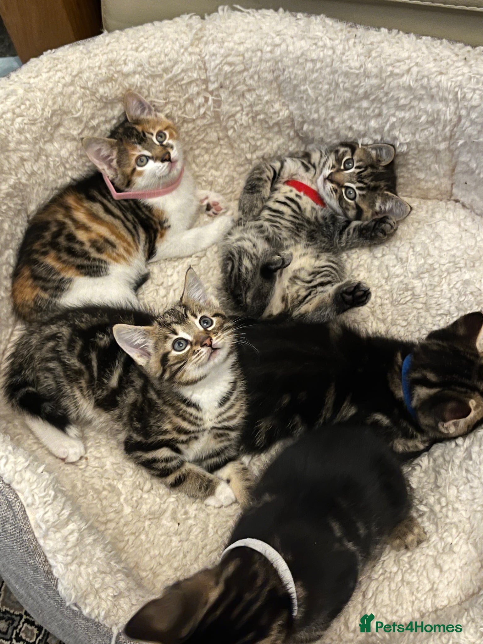 Mixed Breed cats Kittens - Advert 2