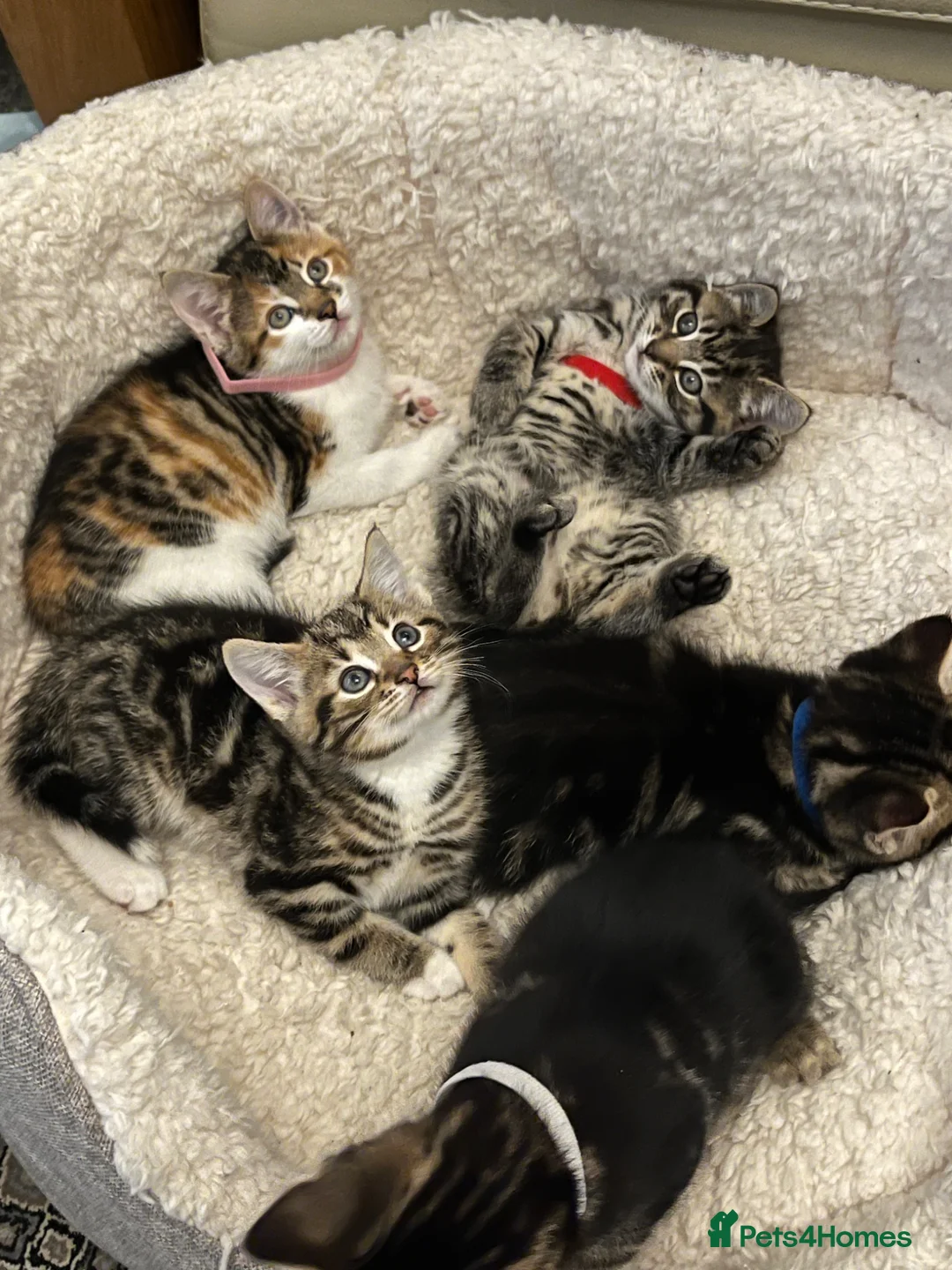 Mixed Breed cats for sale: Kittens - Advert 1