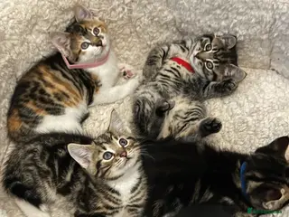 Mixed Breed cats Kittens - Advert 1