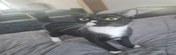 Domestic Shorthair cats for sale: Domestic shorthair tuxedo cat in Northampton - Advert 4