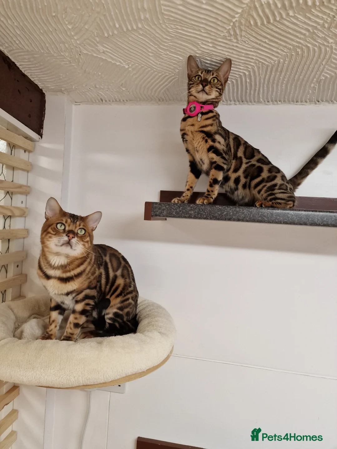 Bengal cats for stud: Bengal cat for stud, Calvin. in Peterborough - Advert 21