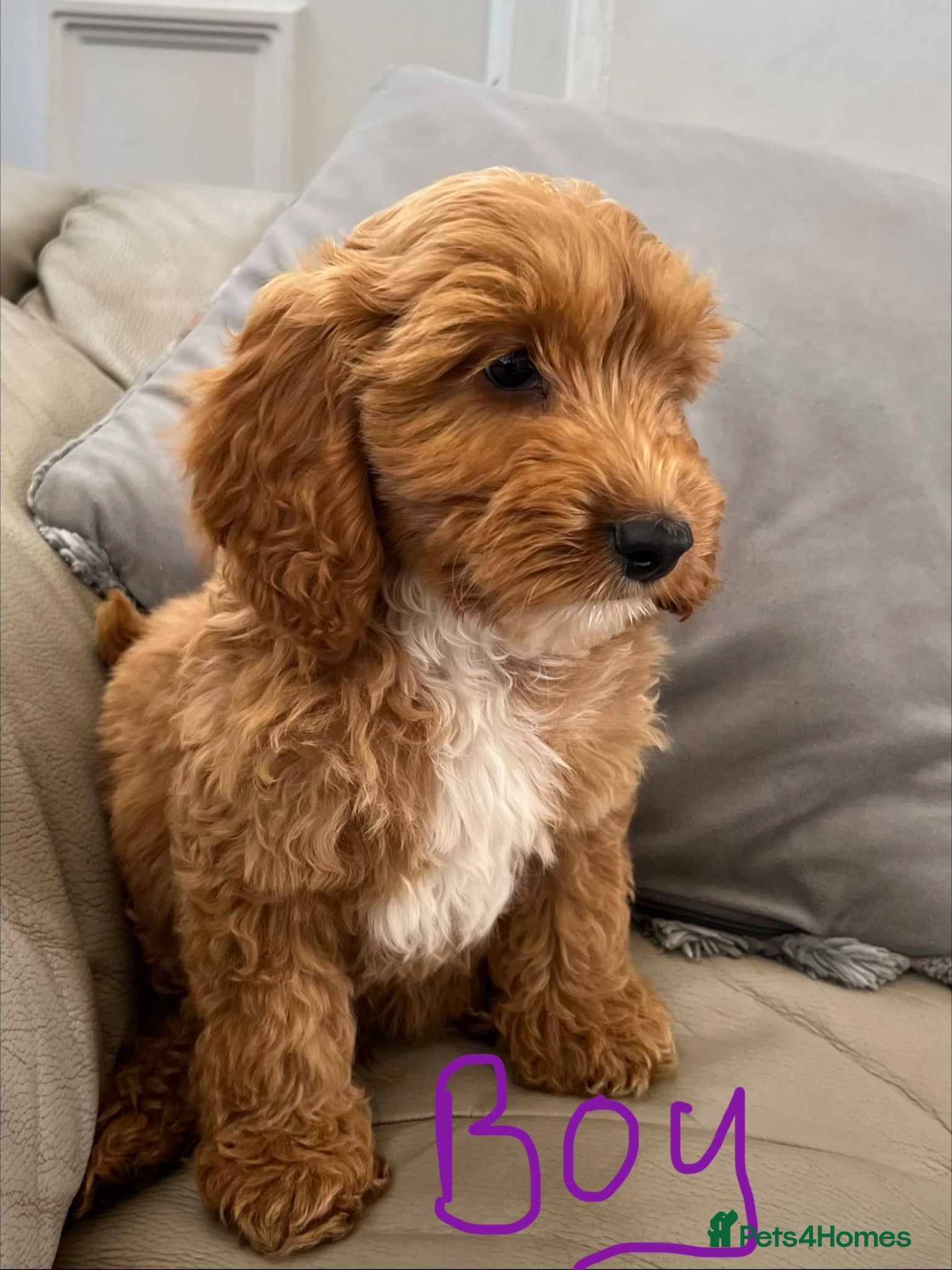 Cockapoo dogs F1 Show cockapoos (ready now) - Advert 1