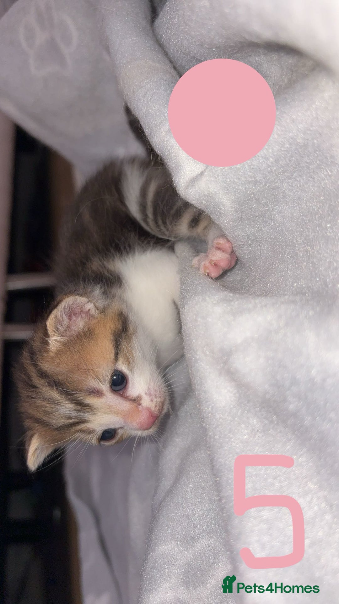 British Shorthair cats for sale: 6 beautiful kittens for sale  - Advert 10