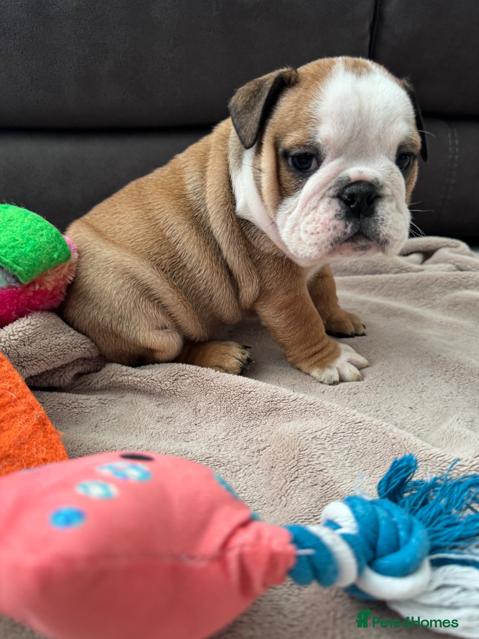 English Bulldog dogs KC REG Red and White Traditional  Bulldog Puppies  - Advert 4