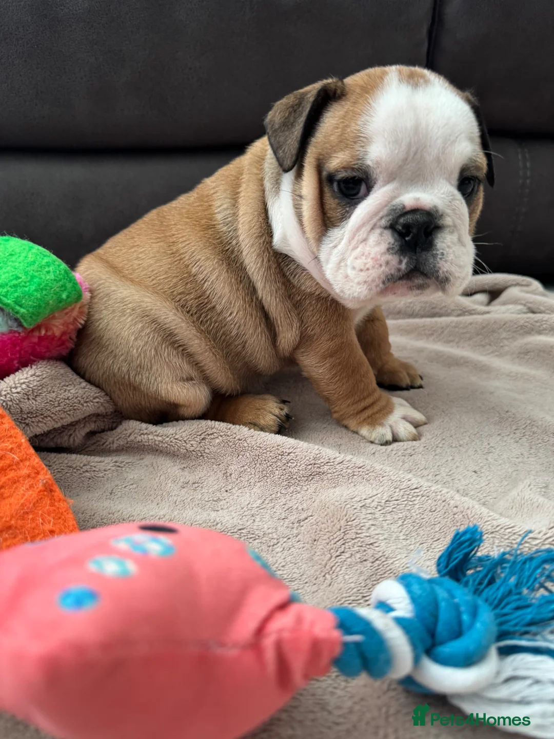 English Bulldog dogs for sale: KC REG Red and White Traditional  Bulldog Puppies  - Advert 1