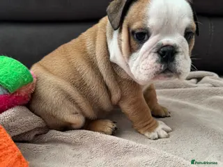 English Bulldog dogs KC REG Red and White Traditional Bulldog Puppies - Advert 9