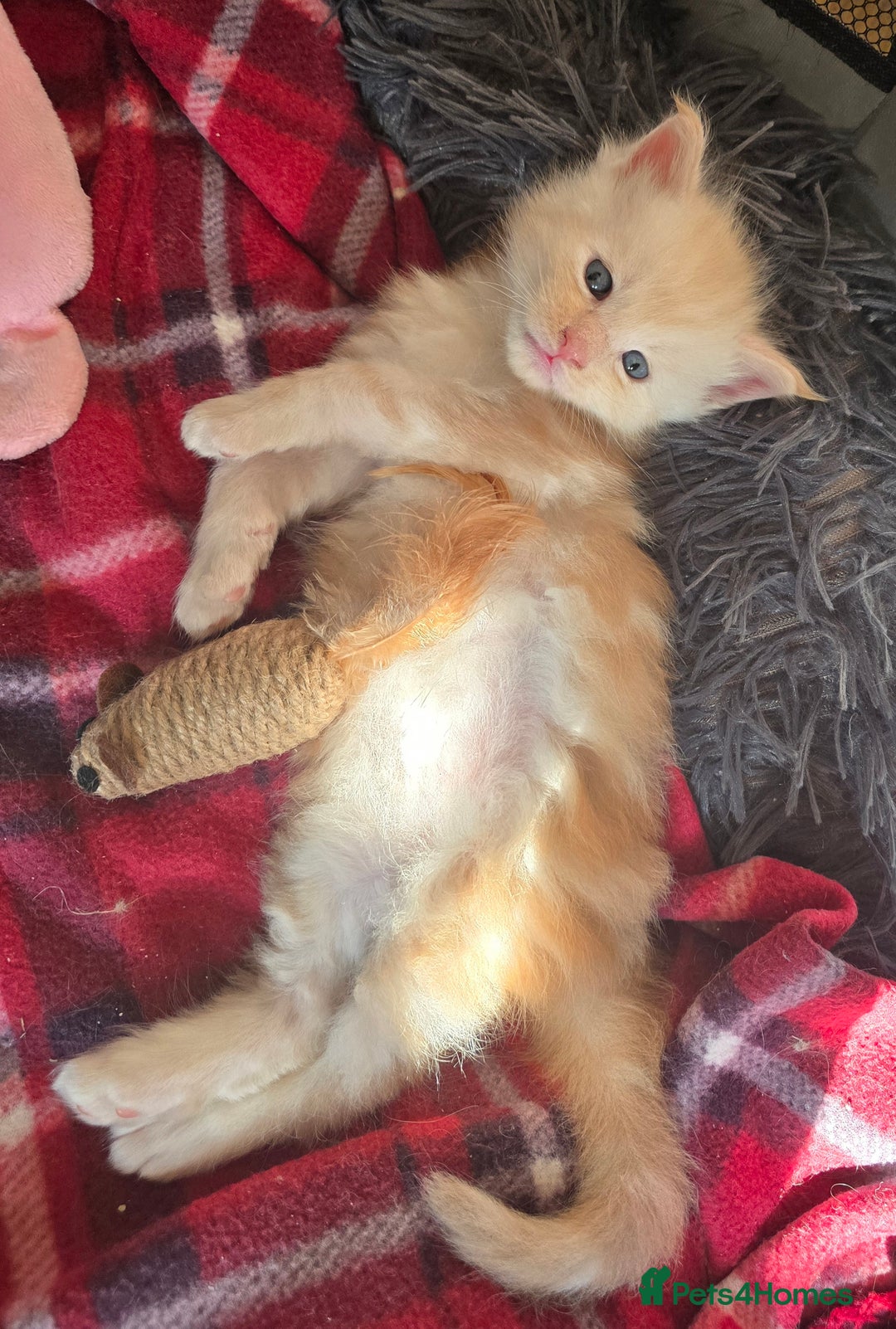 Maine Coon cats for sale: TICA Pedigree Maine Coon Kittens  - Image 6