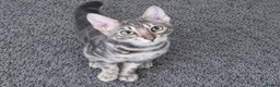 Bengal cats for sale: Pedigree brown and blue rosetted bengals - Advert 9