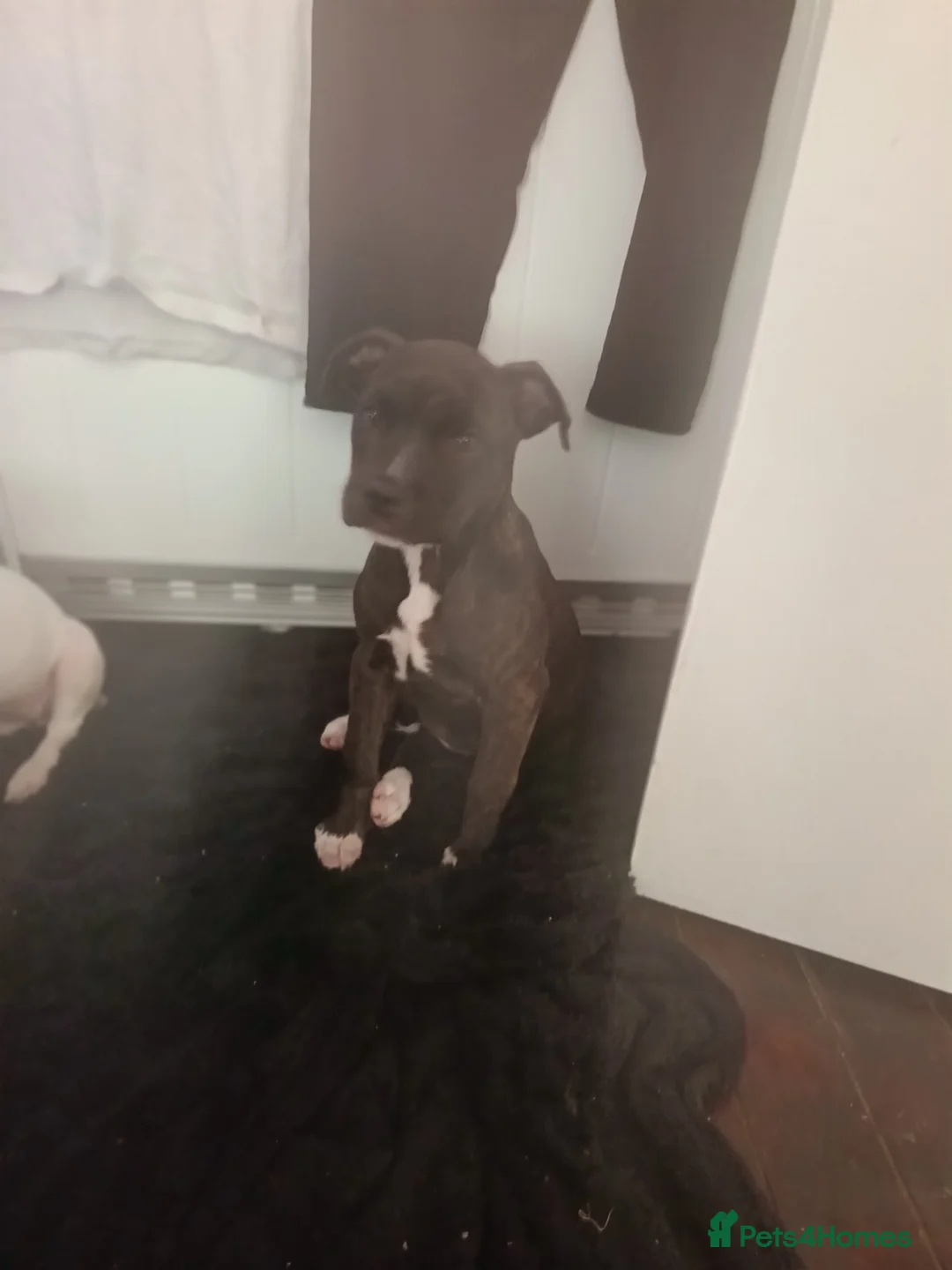 Mixed Breed dogs for sale: Staffordshire bull terrier x american bulldog - Advert 11