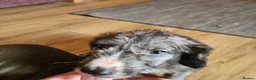 Mixed Breed dogs for sale: Bedlington whippet greyhound  - Advert 9