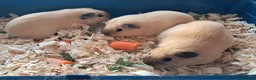Guinea Pig rodents for sale: CALIFORNIAN SISTERS - Advert 4