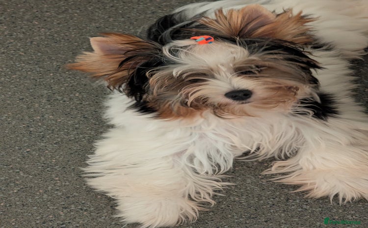 Biewer Terrier dogs - Advert 1