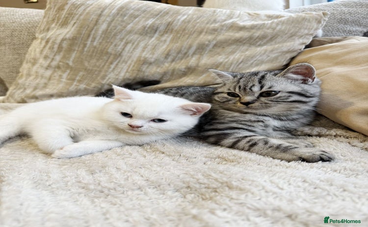 British Shorthair cats - Advert 15