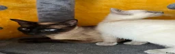 Siamese cats for sale: Siamese girls ready soon - Advert 8