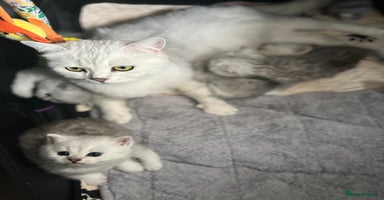 British Longhair cats - Advert 6