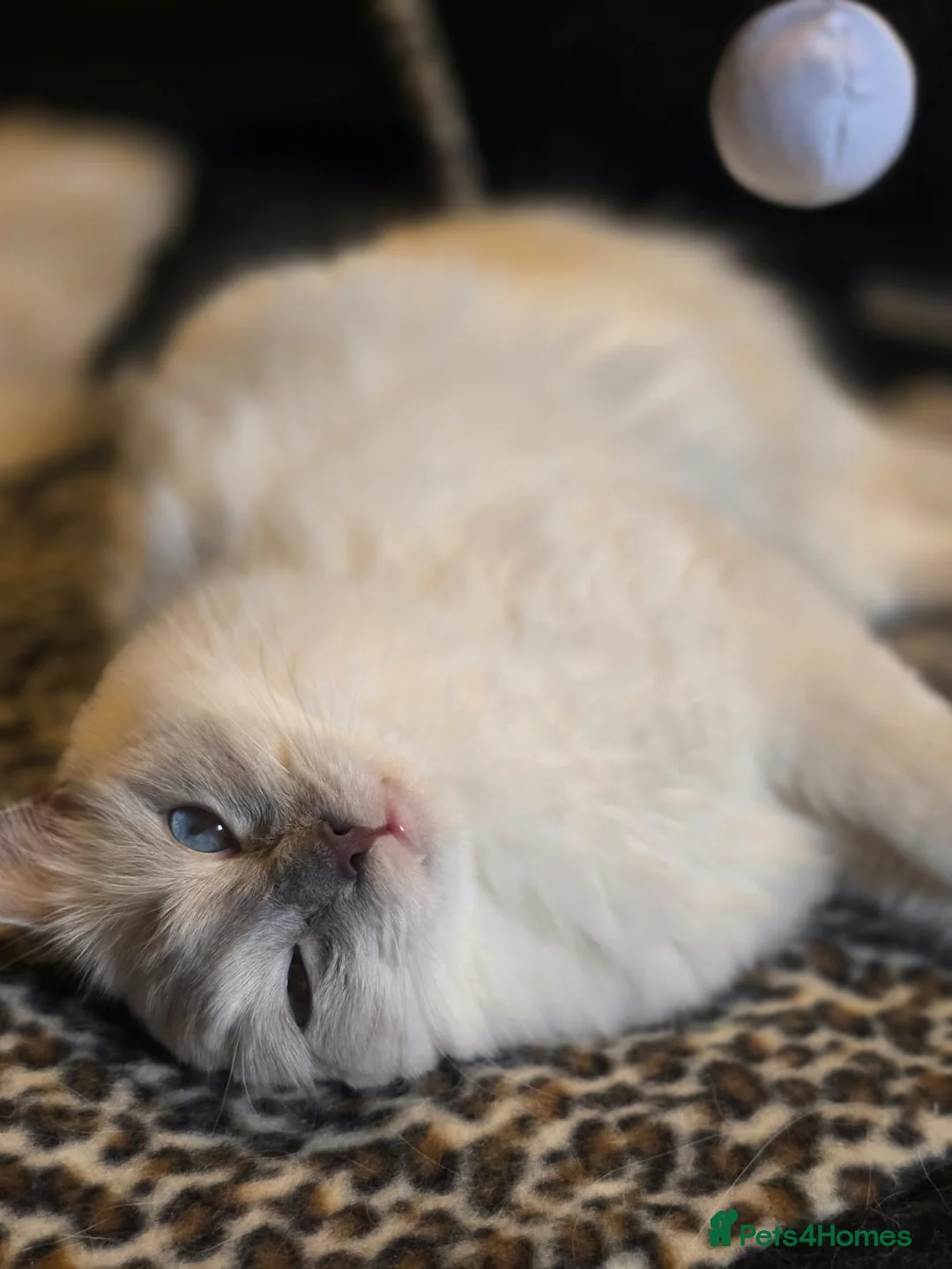 Ragdoll cats for sale: GCCF Registered Retired Female Ragdoll - Advert 3