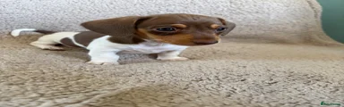 Miniature Dachshund 2