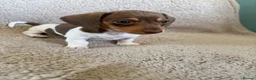 Miniature Dachshund dogs for sale: Mini dachshunds in Evesham - Advert 3