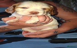 Cocker Spaniel dogs for sale: Beautiful kc registered working cocker pups  - Image 6