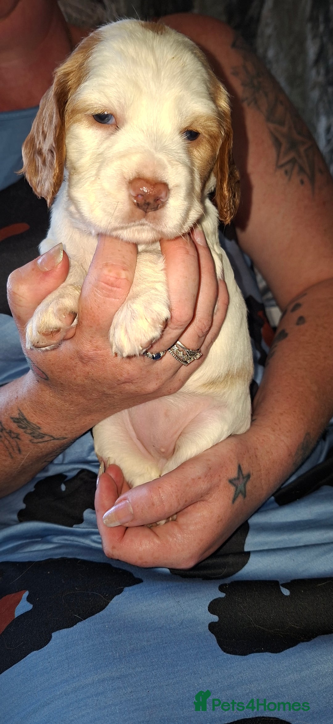 Cocker Spaniel dogs for sale: Beautiful kc registered working cocker pups  - Image 6