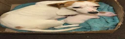 Jack Russell dogs for sale: Jack Russell  in London - Advert 5